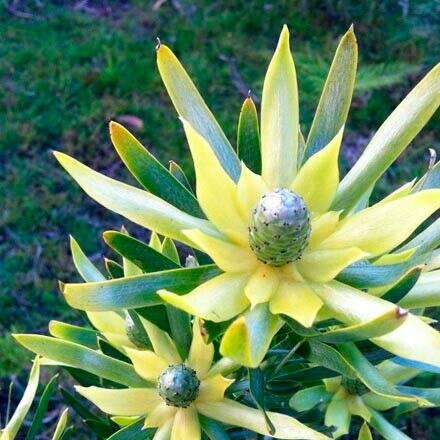 plants-funchal-madeira-island-05