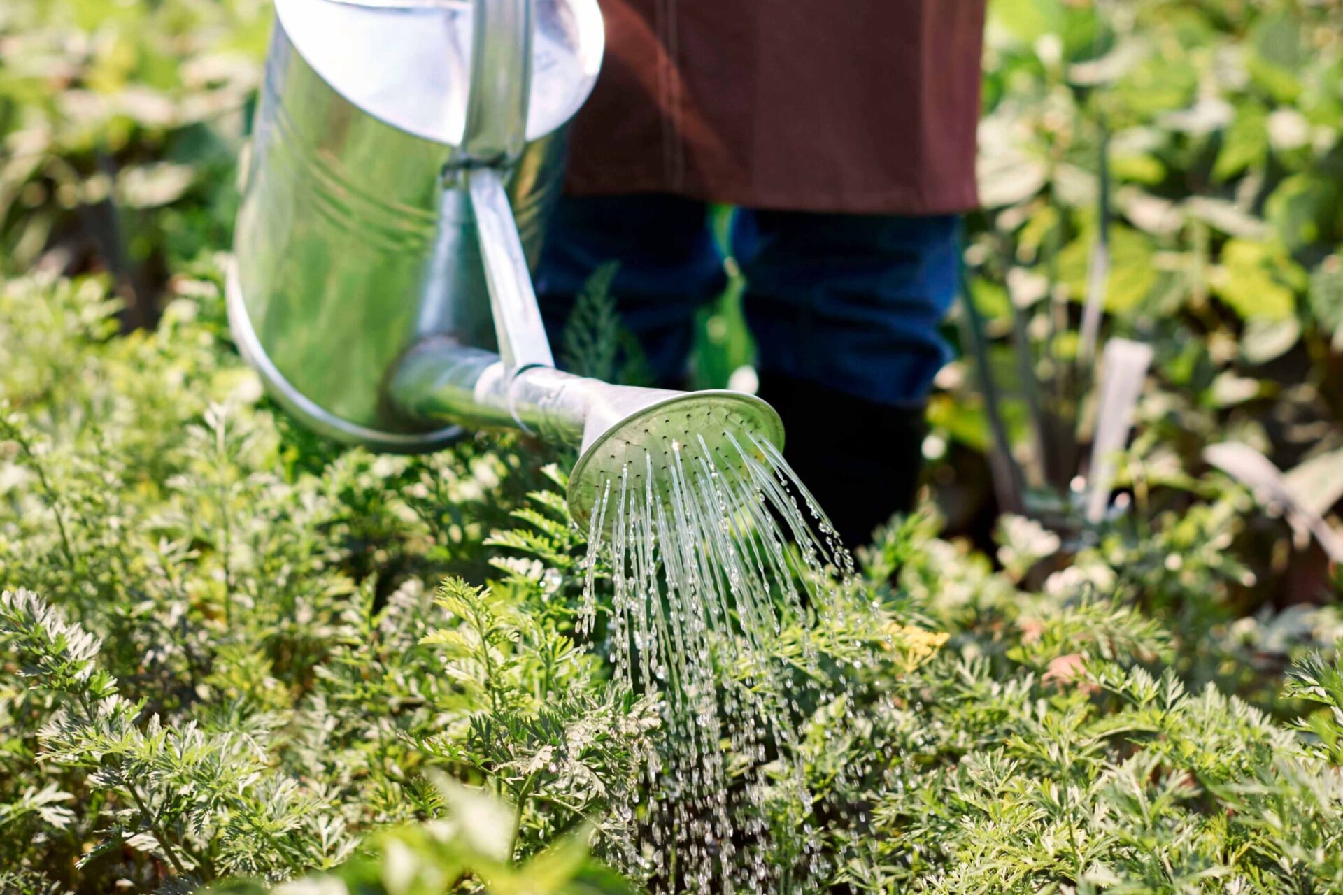 Nutritional Requirements - Essential Tips for Protea Cultivation-1