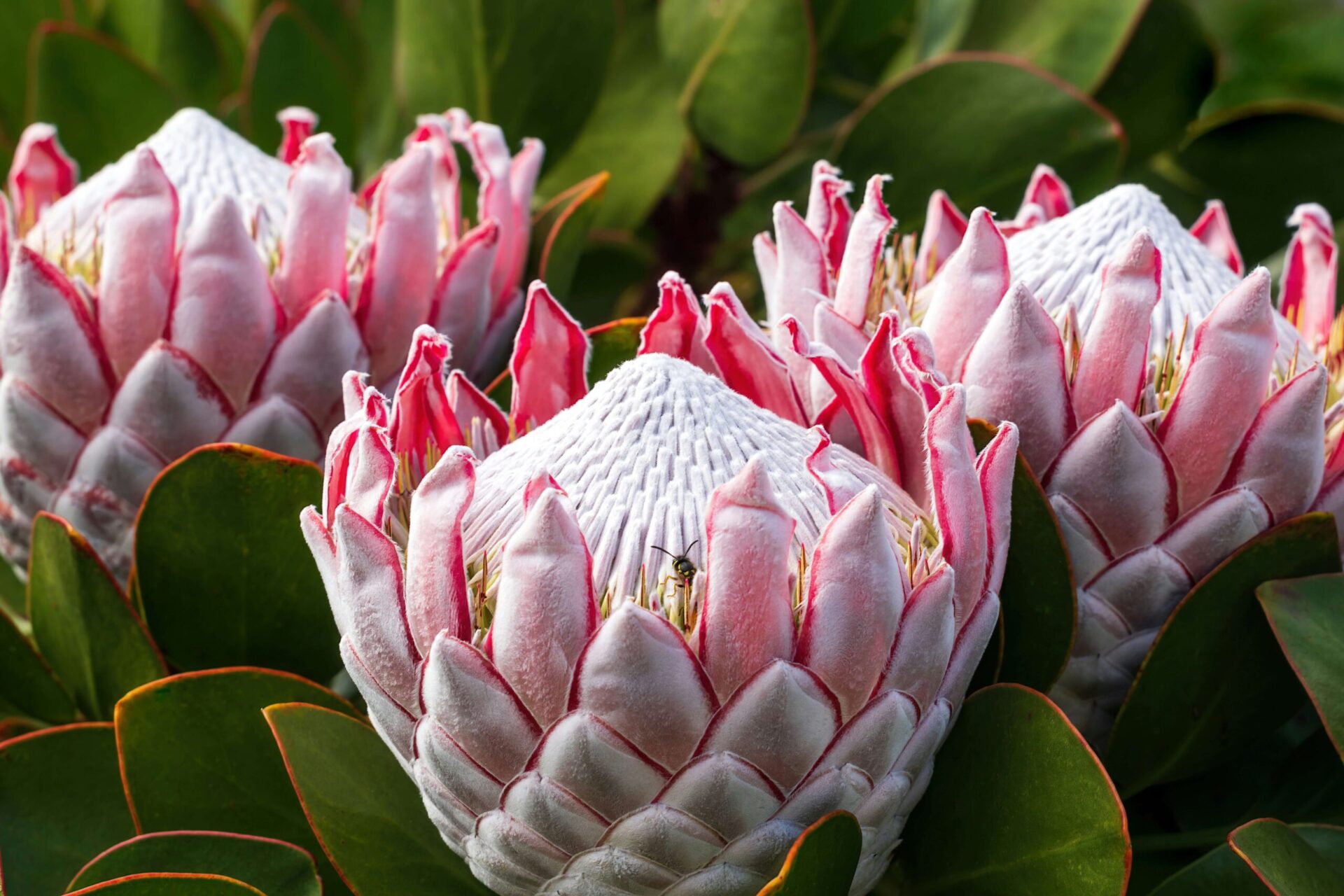 Ideal Soil for Proteas: Essential Tips for Cultivation  Espao Verde