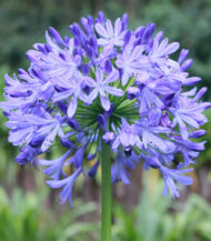 Agapanthus azul bulbo
