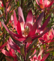 Leucadendron safari sunset - Image 3