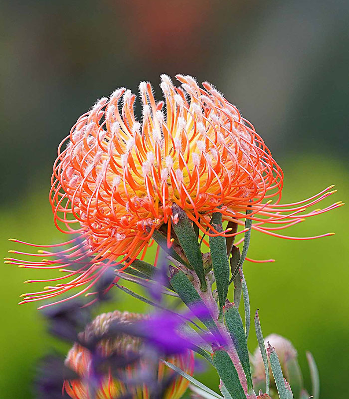 leucospermum blache ito 4