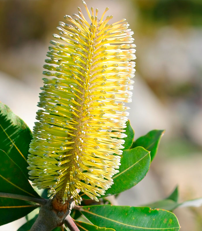 Banksia integrifolia 1
