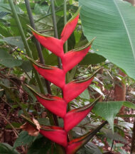 Heliconia bihai bulb - Image 3