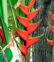 Heliconia bihai bulb