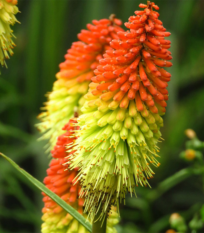 Kniphofia uvaria 2
