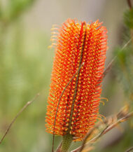 Banksia ericifolia