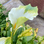 Zantedeschia aethiopica 'Green Goddess' bulb