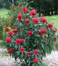 Protea telopea - Image 3