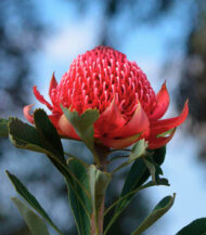 Protea telopea