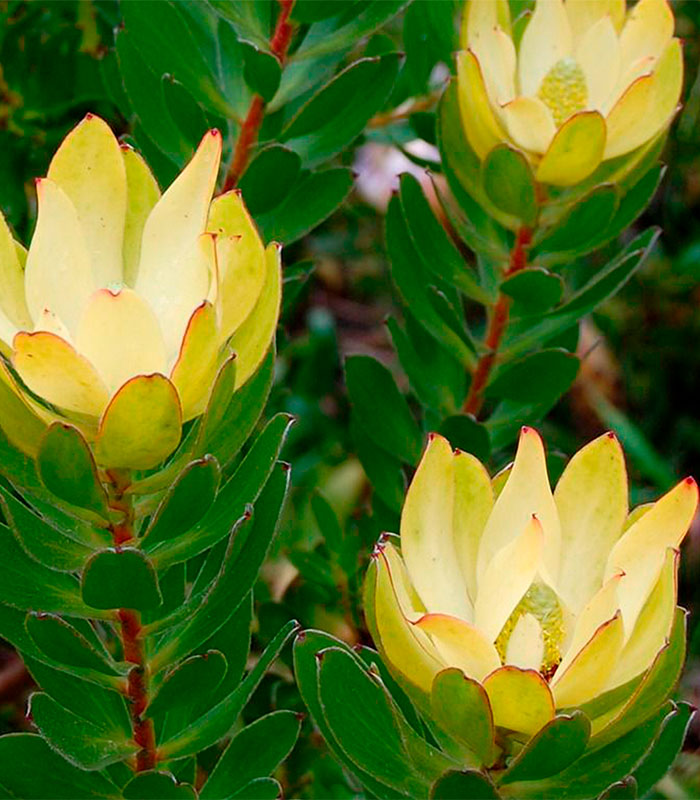 leucadendron gold strike 3