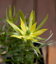 Leucadendron pisa