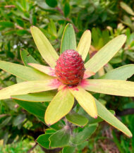 Leucadendron rosette