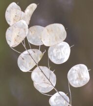 Lunnaria annua seeds - Image 5