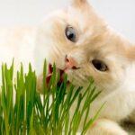 Nepeta cataria 'Erva Gateira' sementes