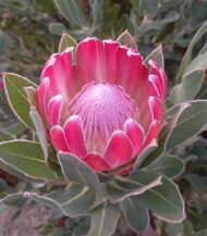 Protea Brenda sementes - Image 2
