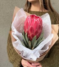 Protea Brenda sementes - Image 4
