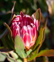 Protea Brenda sementes