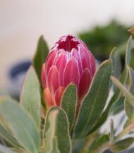 Protea Brenda sementes - Image 3