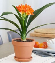 Clivia miniata bulbo - Image 2