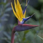 Strelitzia reginae 'Mandela's Gold'