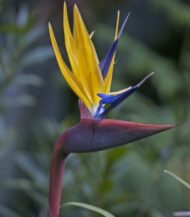 Strelitzia reginae 'Mandela's Gold'