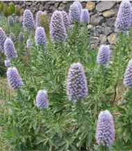 Echium madeirenses - Image 3