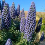 Echium madeirenses sementes