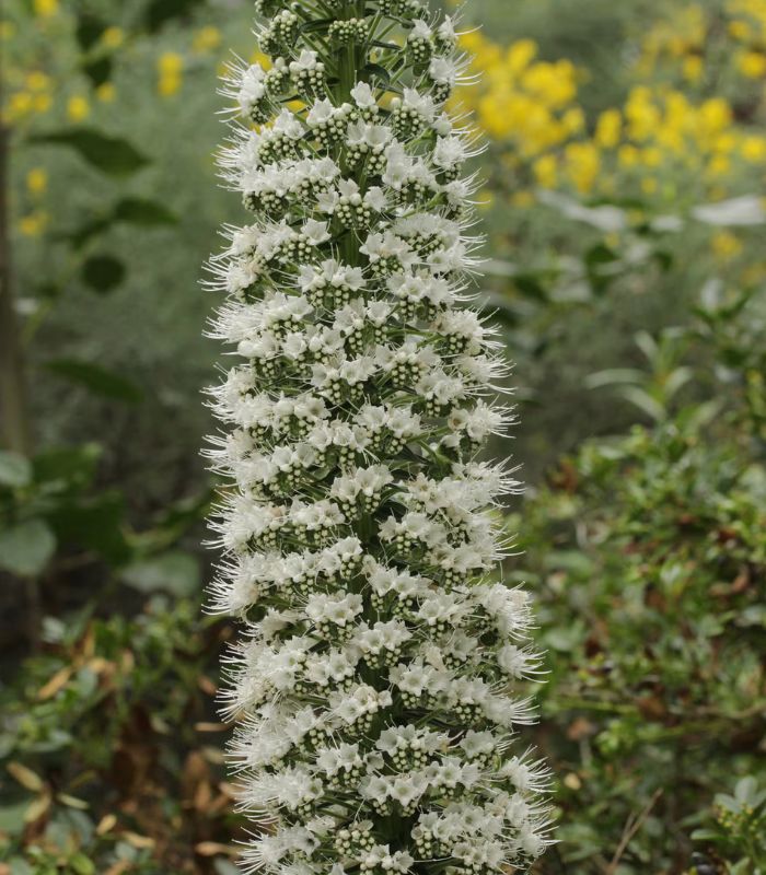 echium pininana snow tower alba 2