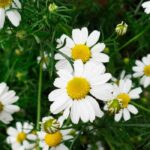 Matricaria chamomilla seeds