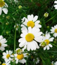 Matricaria chamomilla sementes