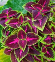 Coleus verschaffeltii sementes