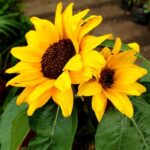 Helianthus dwarf seeds