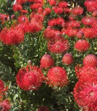 Leucospermum cordifolium sementes - Image 2