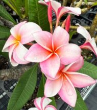 Plumeria rubra rosa muda - Image 2