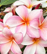 Plumeria rubra rosa muda