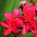 Plumeria rubra vermelha muda