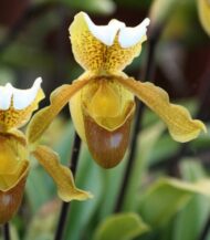 Sapatinho da Madeira  - Paphiopedilum insigne
