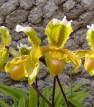 Sapatinho da Madeira  - Paphiopedilum insigne - Image 3