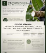 Manual de enraizamento e cuidados com plumerias - Image 2