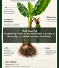 Banana tree care guide - English - Image 2