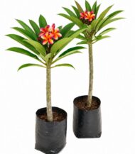 Plumeria multicolour plant - Image 3