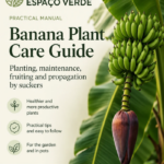 Banana tree care guide - English