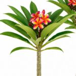 Plumeria multicolor planta