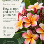 Plumeria care guide - English