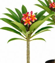 Plumeria multicolour plant