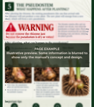 Heliconia care guide - English - Image 2