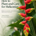 Heliconia care guide - English
