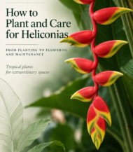 Heliconia care guide - English